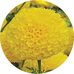 Marigold F1 - Amber 